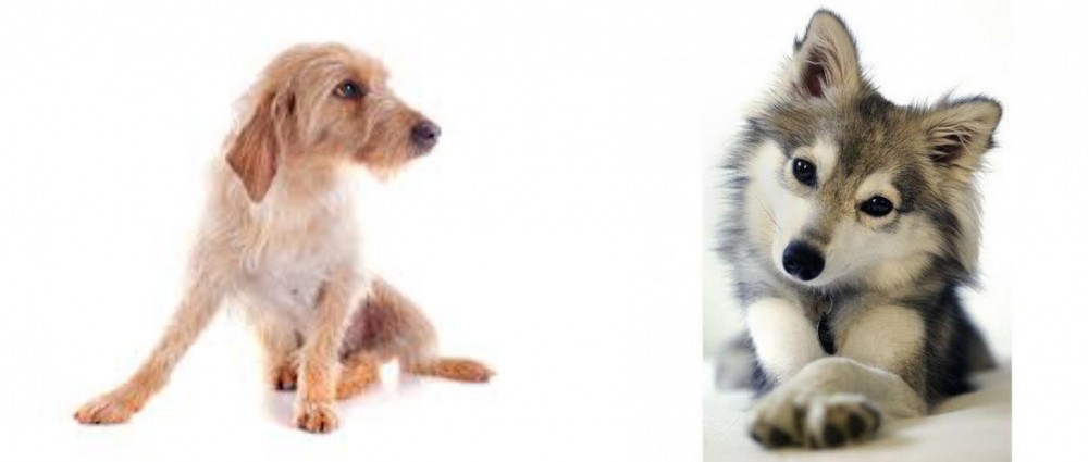 Miniature Siberian Husky vs Basset Fauve de Bretagne - Breed Comparison