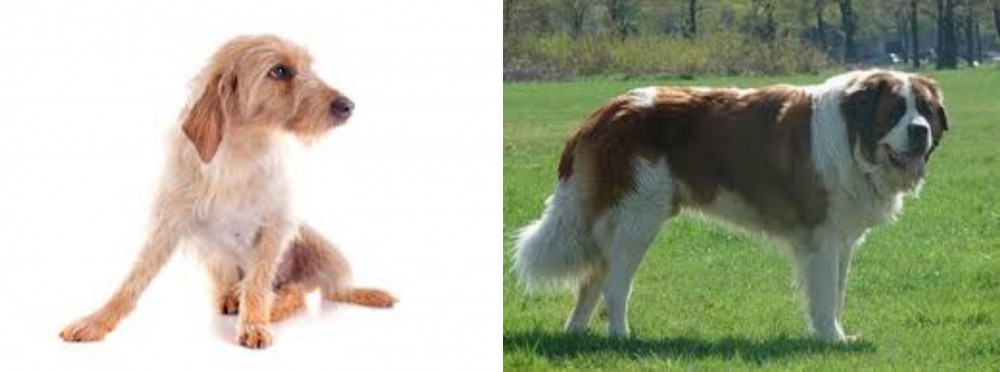Moscow Watchdog vs Basset Fauve de Bretagne - Breed Comparison