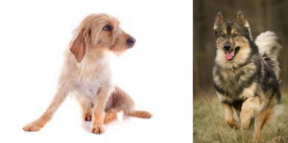 Native American Indian Dog vs Basset Fauve de Bretagne - Breed Comparison