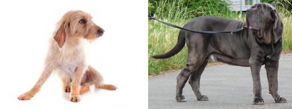 Neapolitan Mastiff vs Basset Fauve de Bretagne - Breed Comparison