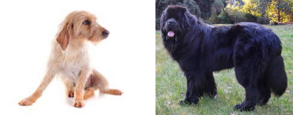Newfoundland Dog vs Basset Fauve de Bretagne - Breed Comparison