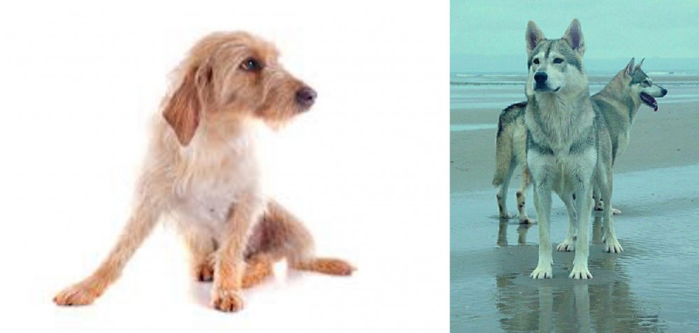Northern Inuit Dog vs Basset Fauve de Bretagne - Breed Comparison