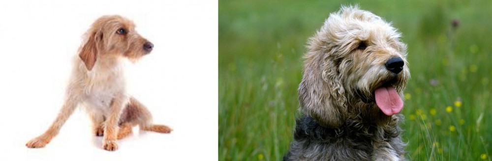 Otterhound vs Basset Fauve de Bretagne - Breed Comparison