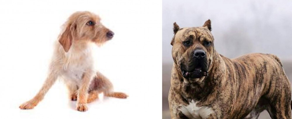 Perro de Presa Canario vs Basset Fauve de Bretagne - Breed Comparison