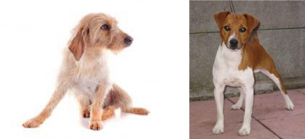 Plummer Terrier vs Basset Fauve de Bretagne - Breed Comparison