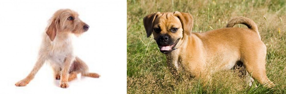 Puggle vs Basset Fauve de Bretagne - Breed Comparison