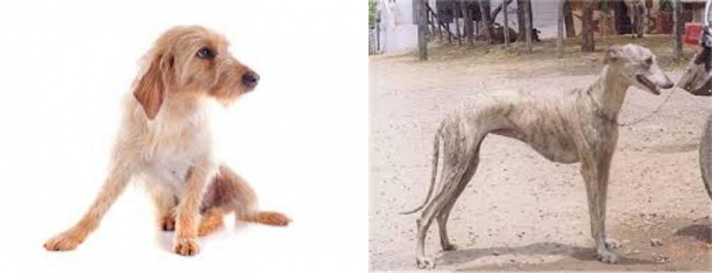 Rampur Greyhound vs Basset Fauve de Bretagne - Breed Comparison