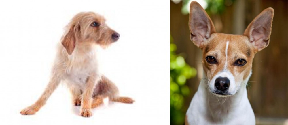 Rat Terrier vs Basset Fauve de Bretagne - Breed Comparison