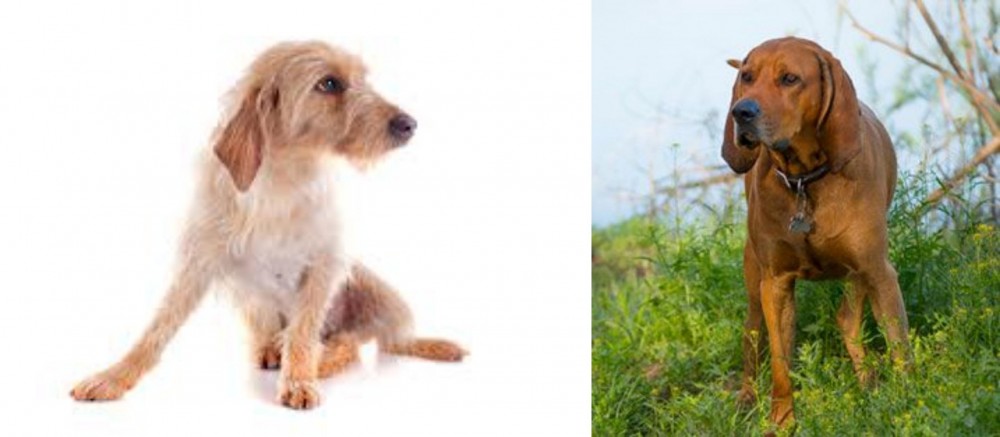 Redbone Coonhound vs Basset Fauve de Bretagne - Breed Comparison
