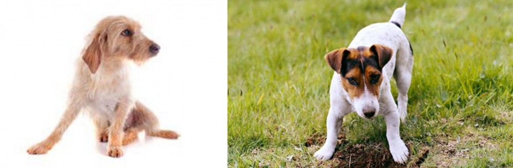 Russell Terrier vs Basset Fauve de Bretagne - Breed Comparison