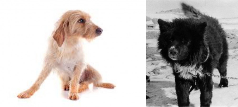 Sakhalin Husky vs Basset Fauve de Bretagne - Breed Comparison