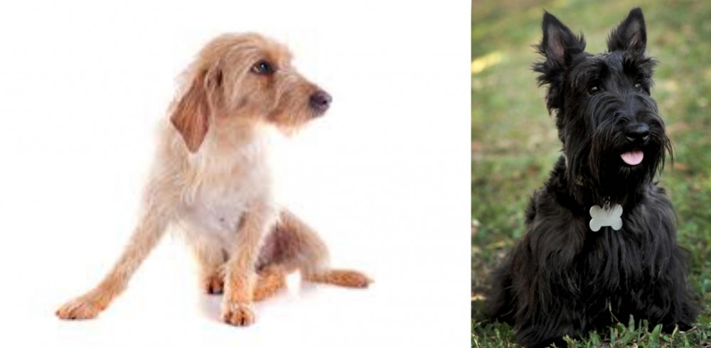 Scoland Terrier vs Basset Fauve de Bretagne - Breed Comparison