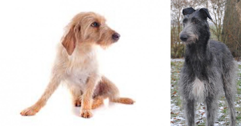 Scottish Deerhound vs Basset Fauve de Bretagne - Breed Comparison