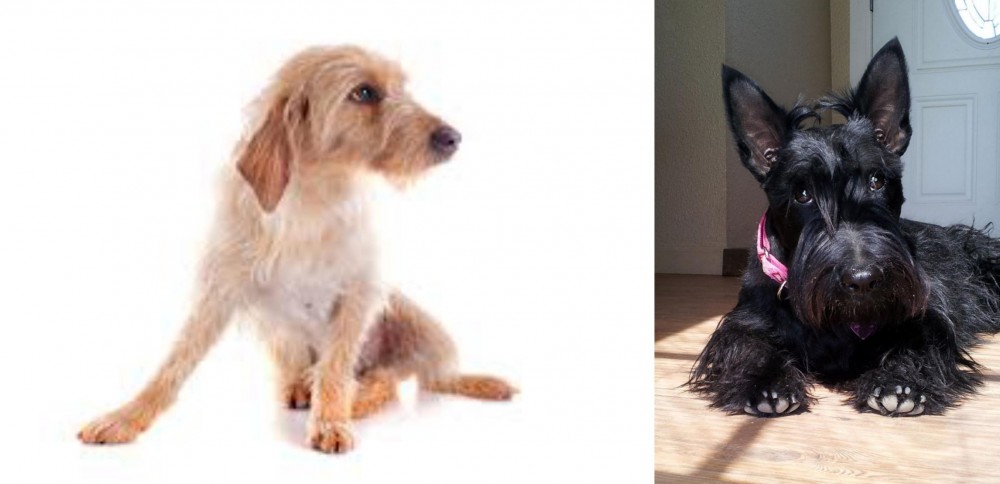 Scottish Terrier vs Basset Fauve de Bretagne - Breed Comparison