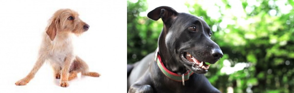 Shepard Labrador vs Basset Fauve de Bretagne - Breed Comparison