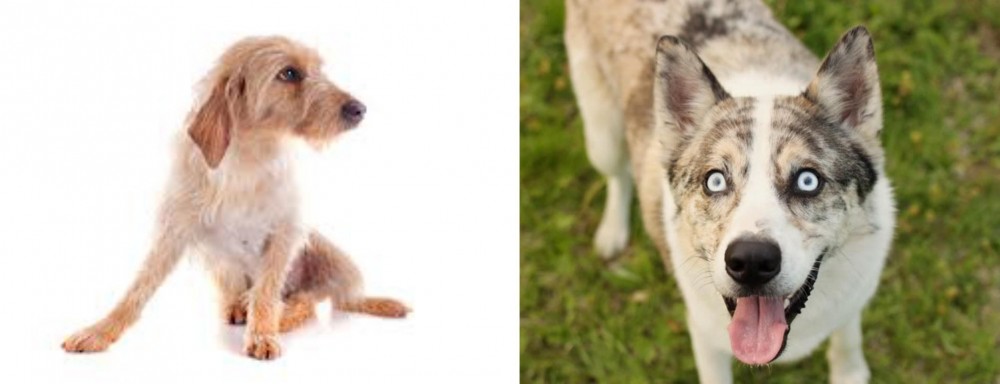 Shepherd Husky vs Basset Fauve de Bretagne - Breed Comparison