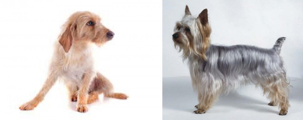 Silky Terrier vs Basset Fauve de Bretagne - Breed Comparison