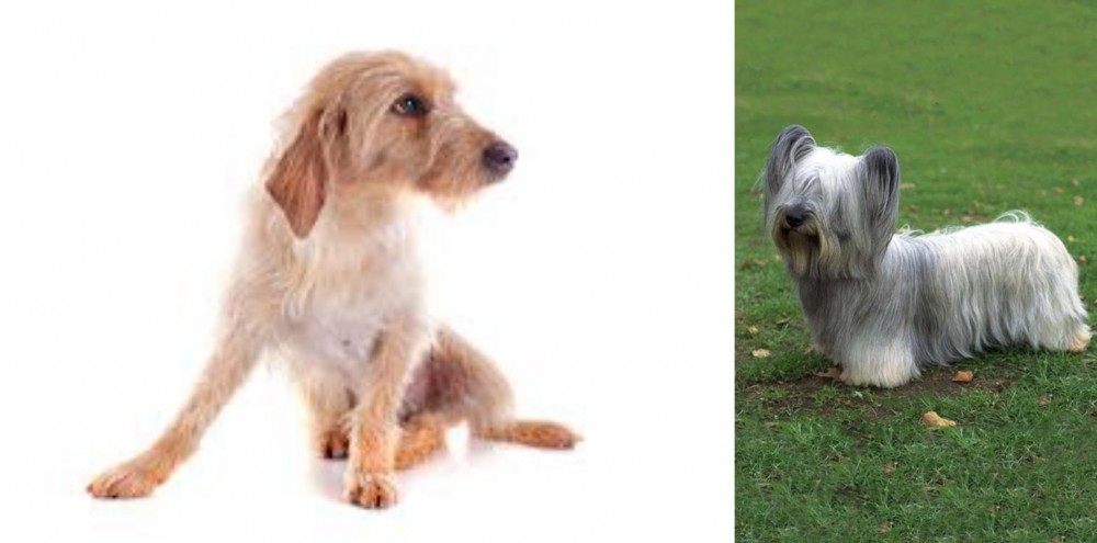 Skye Terrier vs Basset Fauve de Bretagne - Breed Comparison