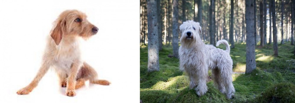 Soft-Coated Wheaten Terrier vs Basset Fauve de Bretagne - Breed Comparison