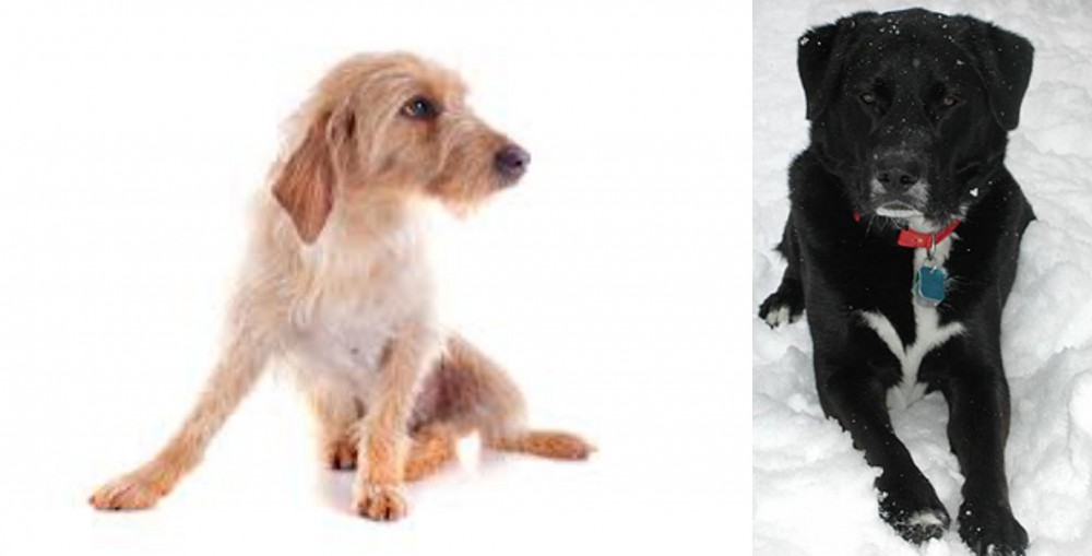 St. John's Water Dog vs Basset Fauve de Bretagne - Breed Comparison