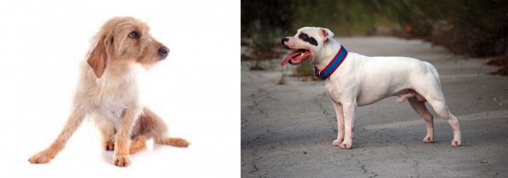 Staffordshire Bull Terrier vs Basset Fauve de Bretagne - Breed Comparison