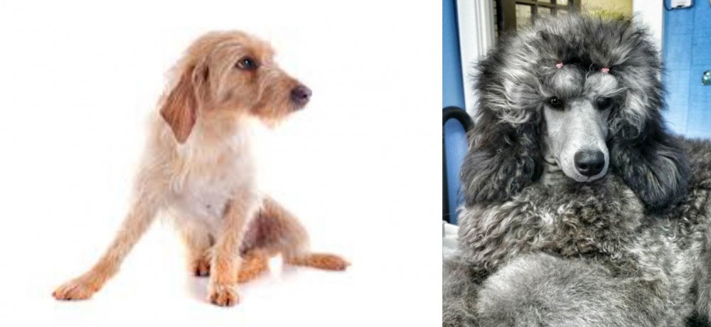 Standard Poodle vs Basset Fauve de Bretagne - Breed Comparison