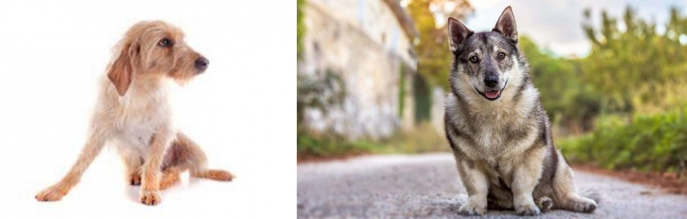 Swedish Vallhund vs Basset Fauve de Bretagne - Breed Comparison