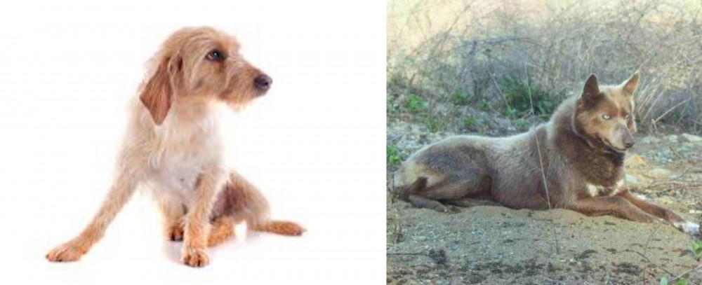 Tahltan Bear Dog vs Basset Fauve de Bretagne - Breed Comparison