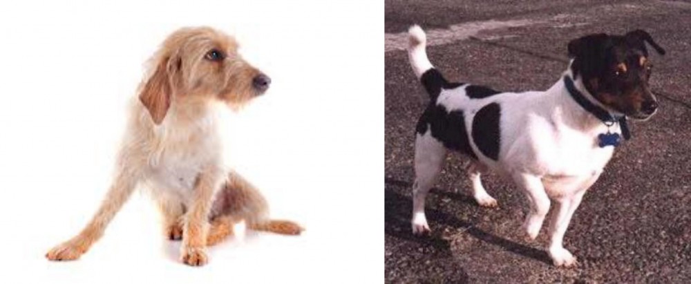Teddy Roosevelt Terrier vs Basset Fauve de Bretagne - Breed Comparison