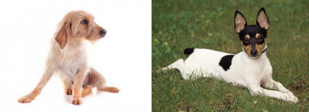 Toy Fox Terrier vs Basset Fauve de Bretagne - Breed Comparison