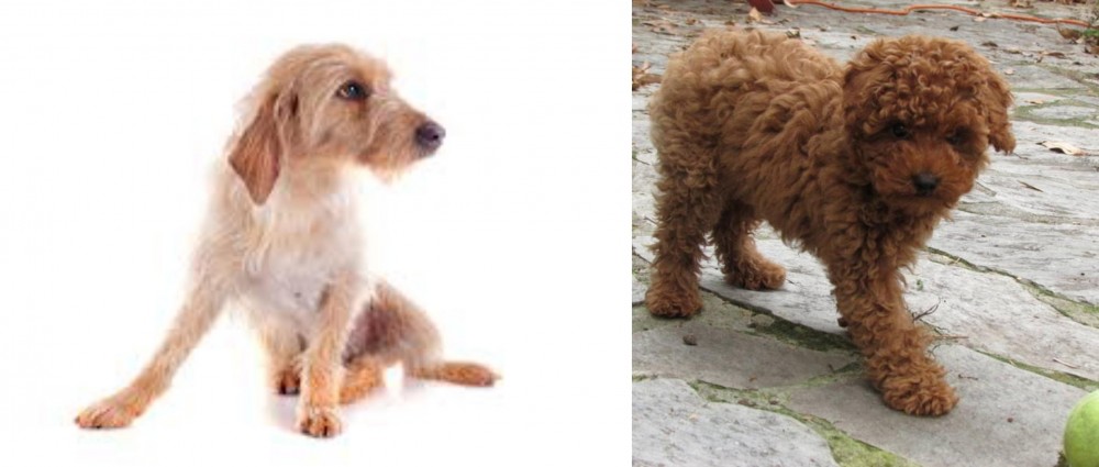 Toy Poodle vs Basset Fauve de Bretagne - Breed Comparison