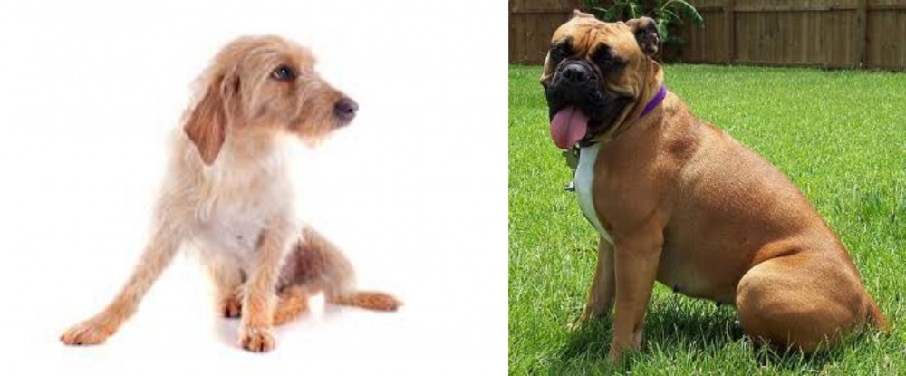 Valley Bulldog vs Basset Fauve de Bretagne - Breed Comparison