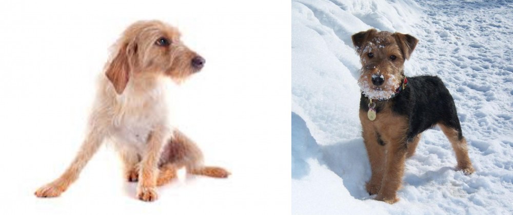 Welsh Terrier vs Basset Fauve de Bretagne - Breed Comparison