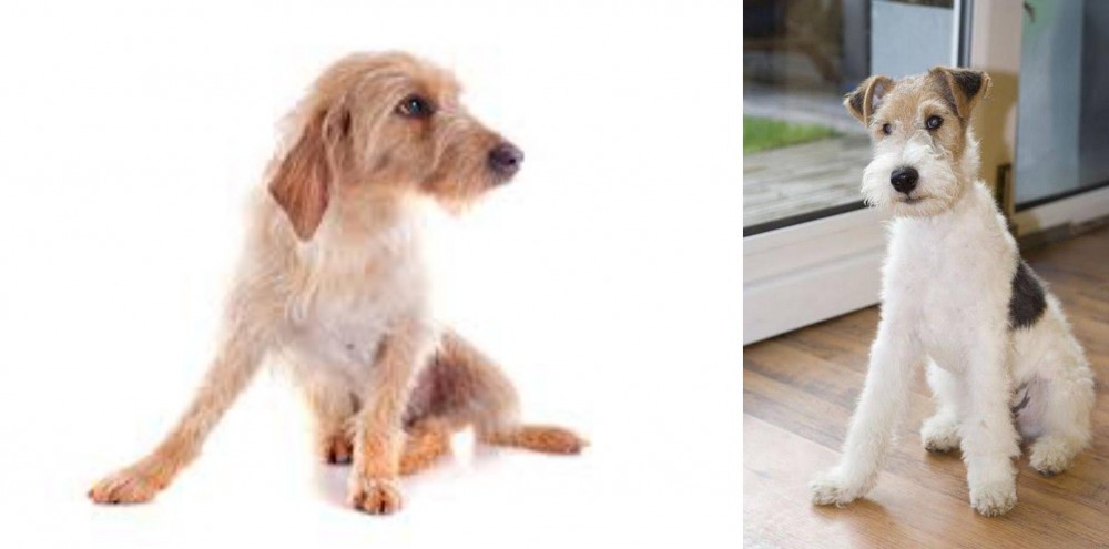 Wire Fox Terrier vs Basset Fauve de Bretagne - Breed Comparison
