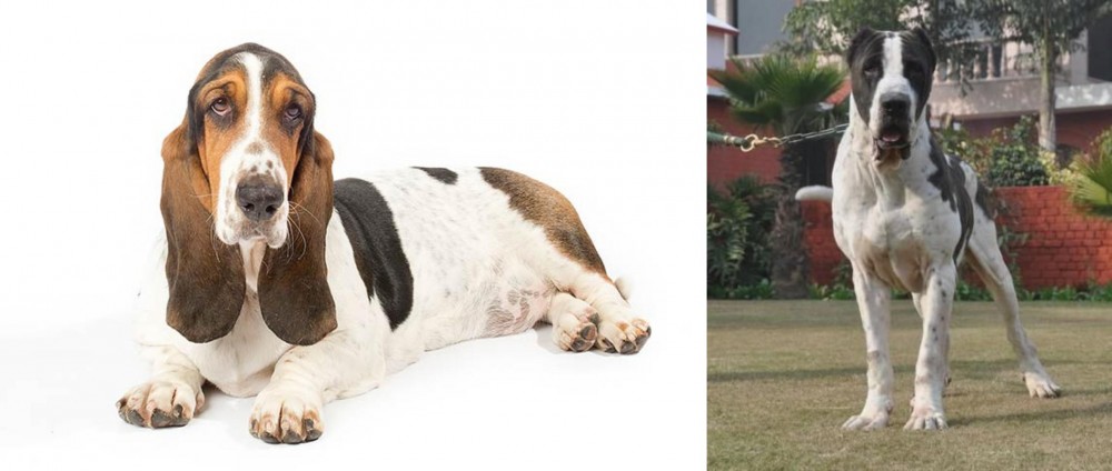 Alangu Mastiff vs Basset Hound - Breed Comparison