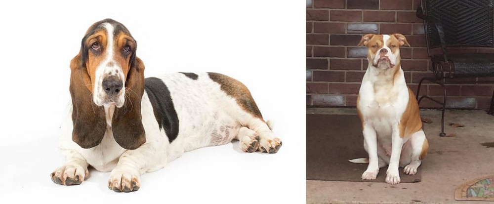 Alapaha Blue Blood Bulldog vs Basset Hound - Breed Comparison