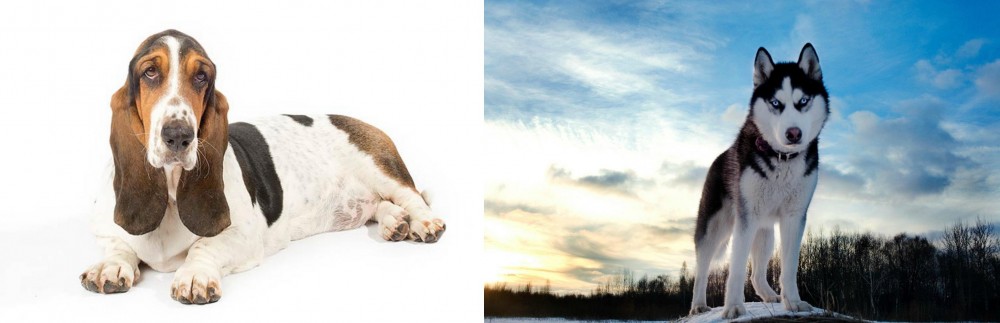 Alaskan Husky vs Basset Hound - Breed Comparison