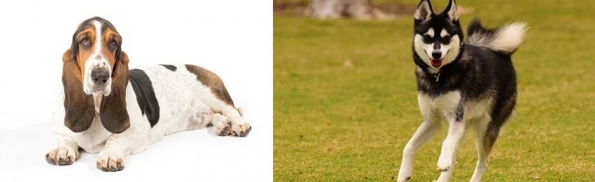 Alaskan Klee Kai vs Basset Hound - Breed Comparison