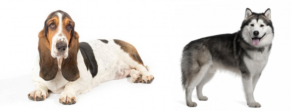 Alaskan Malamute vs Basset Hound - Breed Comparison