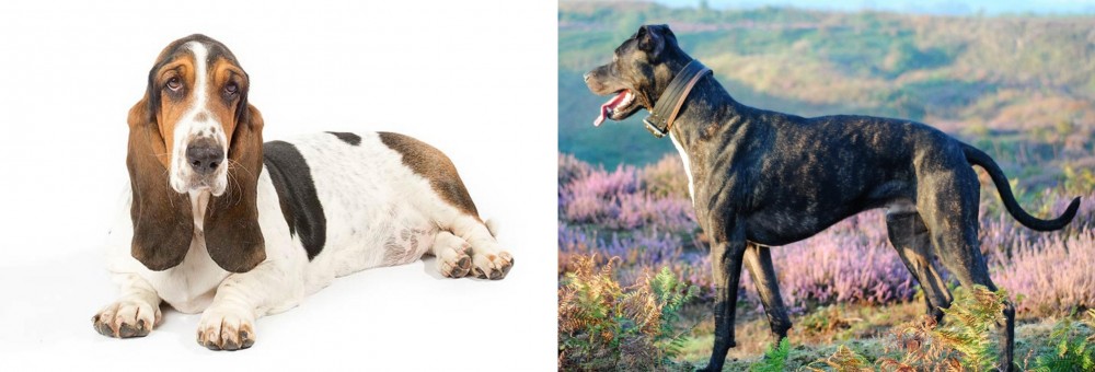Alaunt vs Basset Hound - Breed Comparison
