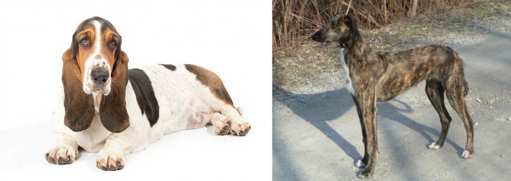 American Staghound vs Basset Hound - Breed Comparison