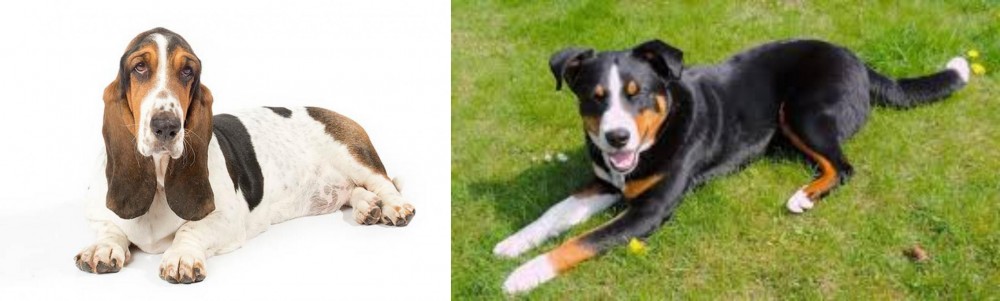 Appenzell Mountain Dog vs Basset Hound - Breed Comparison