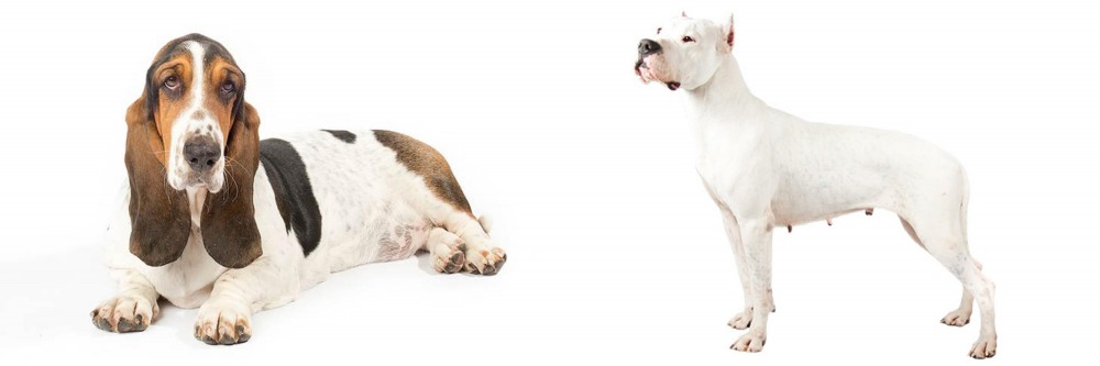 Argentine Dogo vs Basset Hound - Breed Comparison