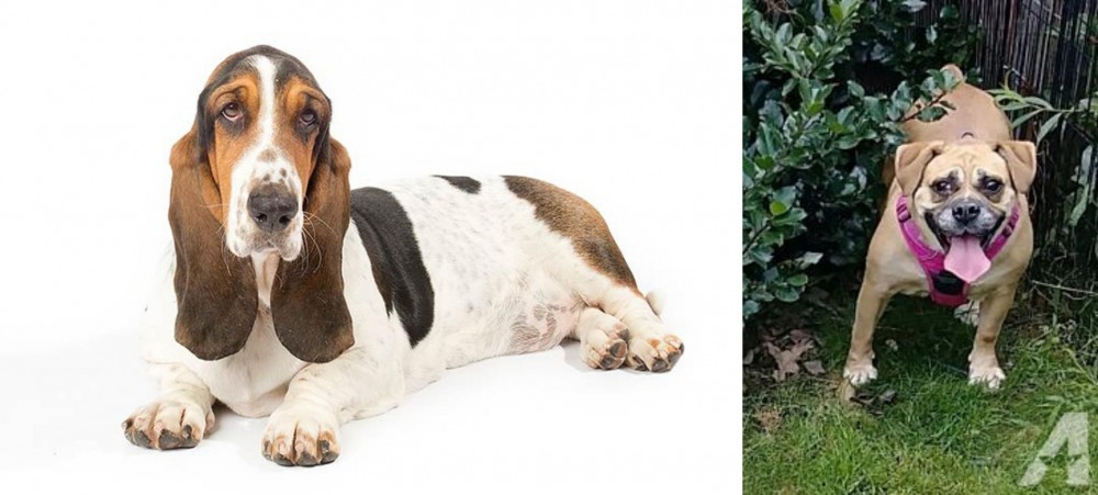Beabull vs Basset Hound - Breed Comparison