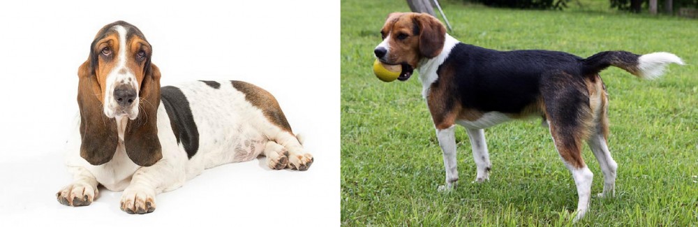 Beaglier vs Basset Hound - Breed Comparison
