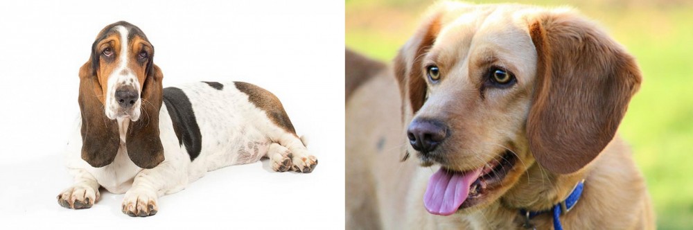 Beago vs Basset Hound - Breed Comparison