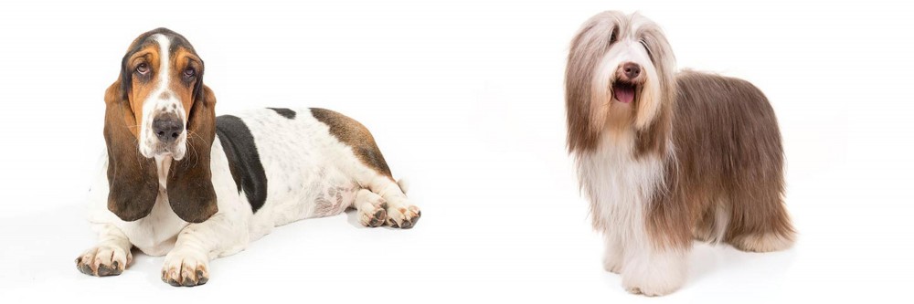 Bearded Collie vs Basset Hound - Breed Comparison