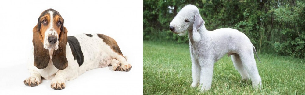 Bedlington Terrier vs Basset Hound - Breed Comparison