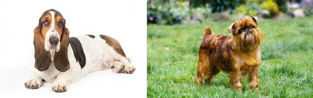 Belgian Griffon vs Basset Hound - Breed Comparison
