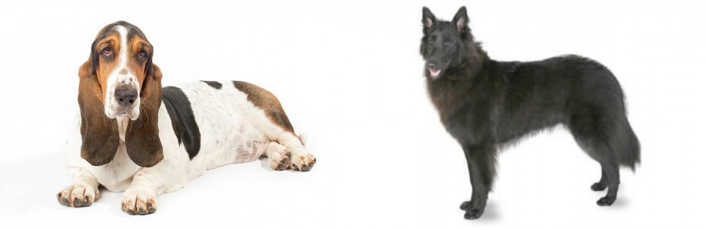 Belgian Shepherd vs Basset Hound - Breed Comparison